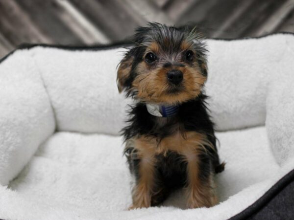 Yorkshire Terrier-DOG-Male-Black / Tan-22691-Petland Racine, Wisconsin