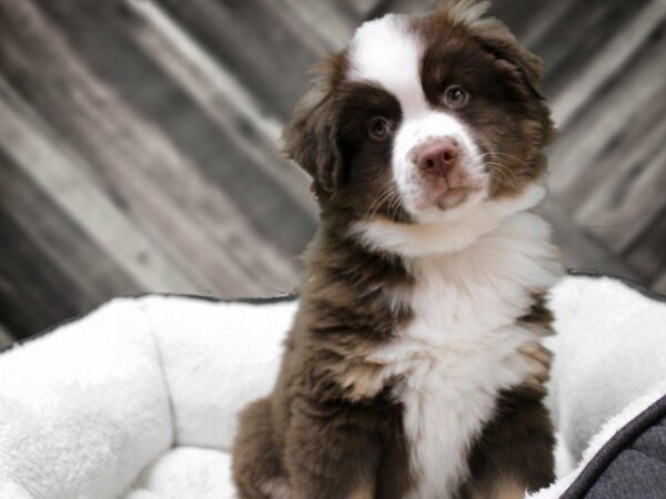 Australian Shepherd-DOG-Male-Red-22680-Petland Racine, Wisconsin