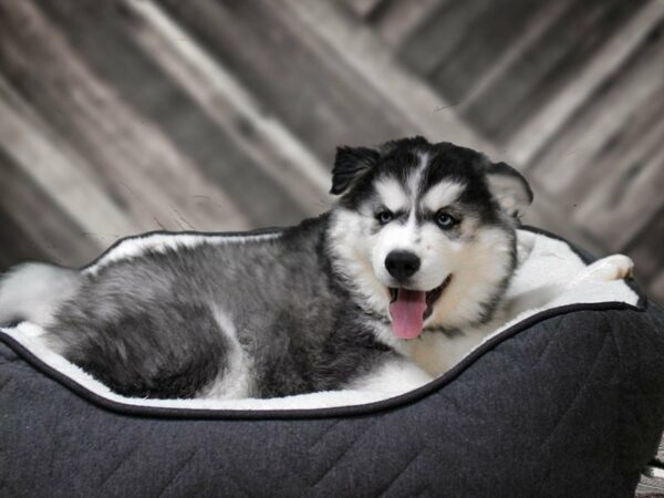 Siberian Husky-DOG-Male-Black / White-22678-Petland Racine, Wisconsin