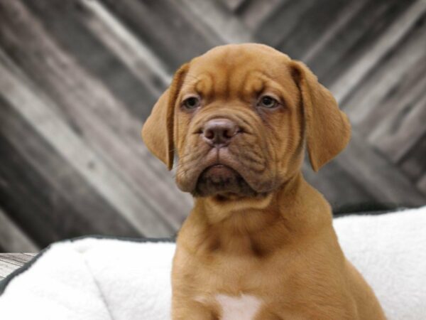 Dogue De Bordeaux-DOG-Male-RED-22706-Petland Racine, Wisconsin