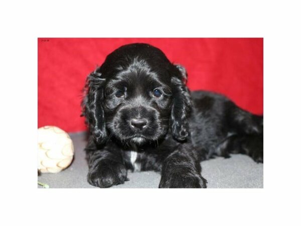 Cocker Spaniel-DOG-Male-Black-22719-Petland Racine, Wisconsin
