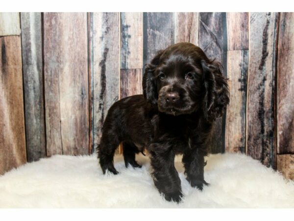 Cocker Spaniel-DOG-Male-Chocolate-14620-Petland Racine, Wisconsin