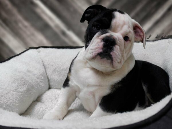 English Bulldog-DOG-Male-Black-22723-Petland Racine, Wisconsin