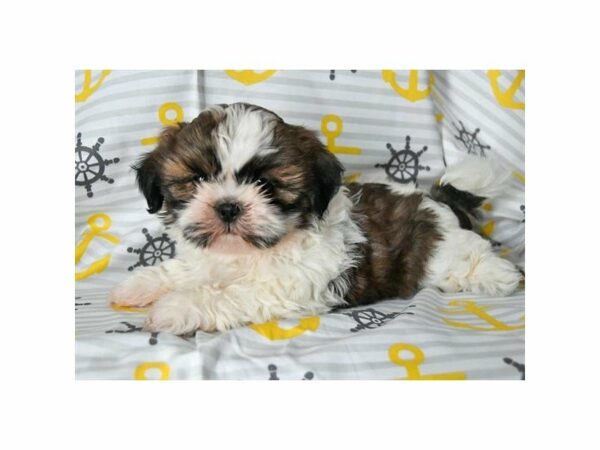 Shih Tzu-DOG-Male-Brown / White-22751-Petland Racine, Wisconsin