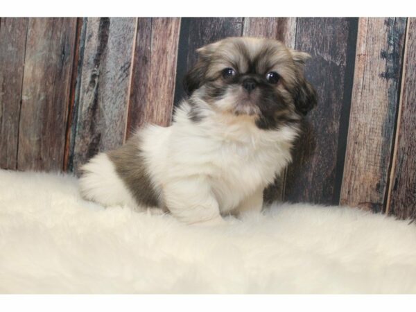 Pekingese-DOG-Male-Sable / White-14632-Petland Racine, Wisconsin