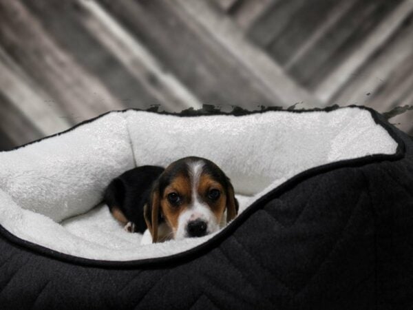 Beagle-DOG-Male-Tri-Colored-22740-Petland Racine, Wisconsin
