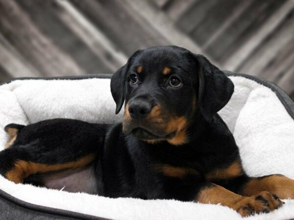 Rottweiler-DOG-Male-BLK/RUST-22754-Petland Racine, Wisconsin
