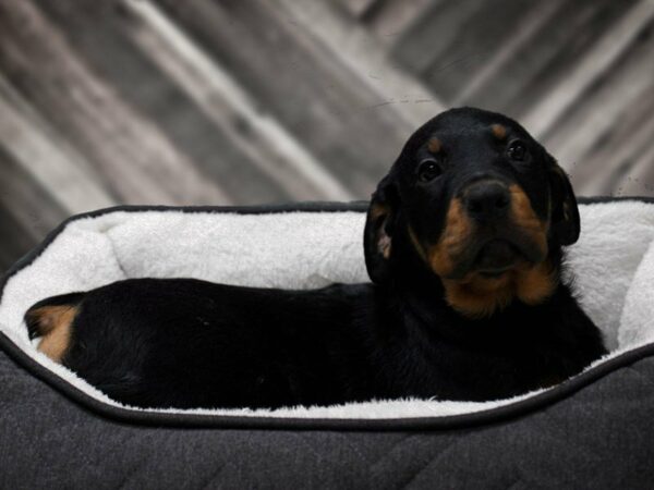 Rottweiler-DOG-Male-BLK/RUST-22753-Petland Racine, Wisconsin