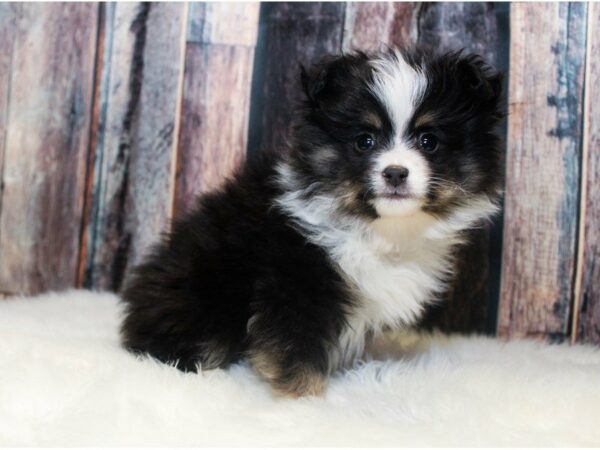 Miniature Australian Shepherd-DOG-Male-Black / White-14643-Petland Racine, Wisconsin
