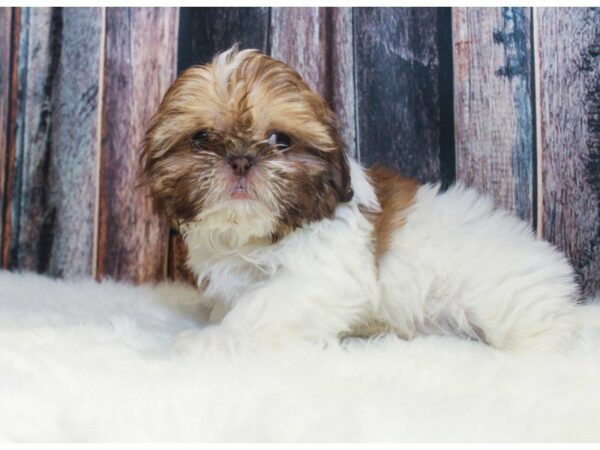 Shih Tzu-DOG-Male-Chocolate / White-14648-Petland Racine, Wisconsin