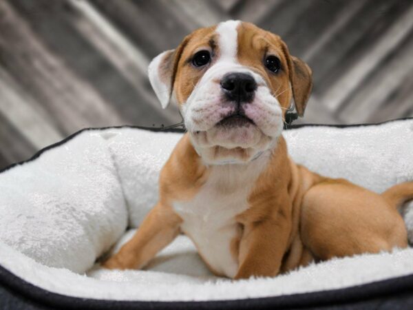 Olde Bulldog-DOG-Male-RED TUX-22777-Petland Racine, Wisconsin