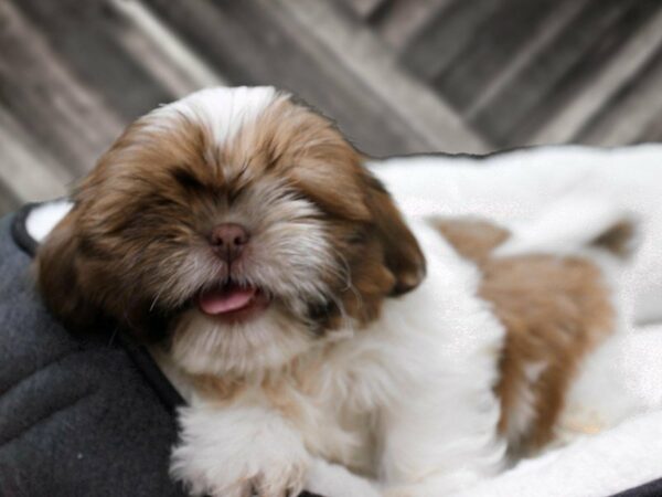 Shih Tzu-DOG-Male-Chocolate / White-22771-Petland Racine, Wisconsin