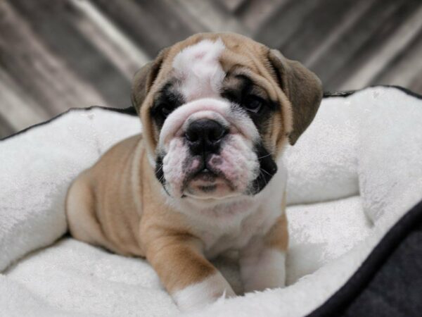 English Bulldog-DOG-Male-Fawn / White-22781-Petland Racine, Wisconsin