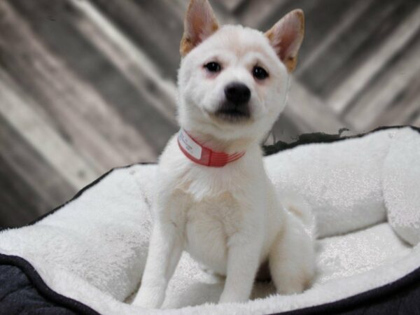 Shiba Inu-DOG-Female-Cream-22774-Petland Racine, Wisconsin