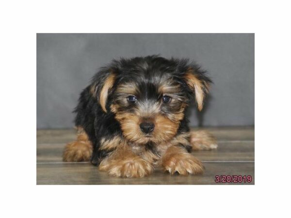 Yorkshire Terrier-DOG-Male-Black / Tan-14671-Petland Racine, Wisconsin