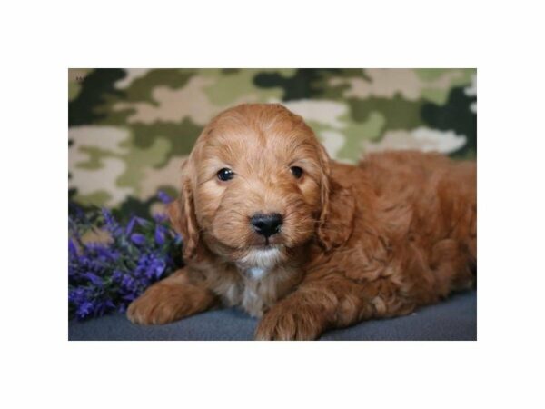 Mini Goldendoodle 2nd Gen-DOG-Male-Red-22813-Petland Racine, Wisconsin