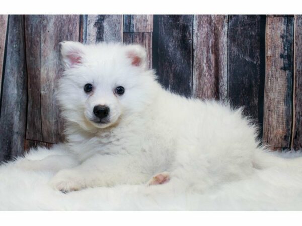 American Eskimo Dog-DOG-Male-White-14668-Petland Racine, Wisconsin