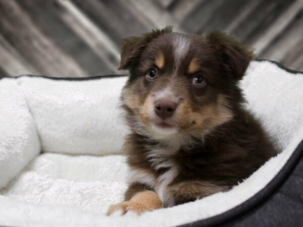 Miniature Australian Shepherd-DOG-Male-RED TRI-22828-Petland Racine, Wisconsin