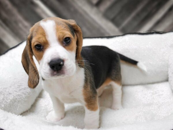 Beagle-DOG-Male-TRI-22834-Petland Racine, Wisconsin