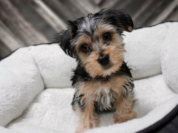 Morkie-DOG-Male-BLK/TAN-22837-Petland Racine, Wisconsin