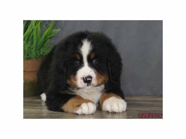 Bernese Mountain Dog-DOG-Male-Black Tan / White-22847-Petland Racine, Wisconsin
