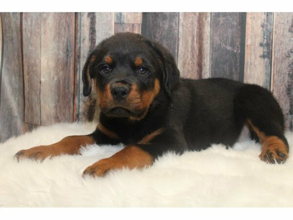 Rottweiler-DOG-Male-Black / Tan-14683-Petland Racine, Wisconsin