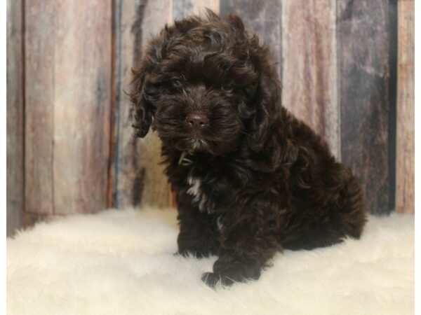 Cock A Poo-DOG-Male-Chocolate-14687-Petland Racine, Wisconsin