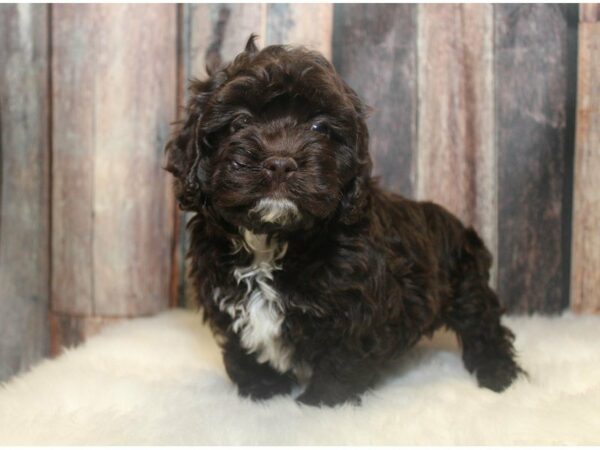 Cock A Poo-DOG-Male-Chocolate-14688-Petland Racine, Wisconsin