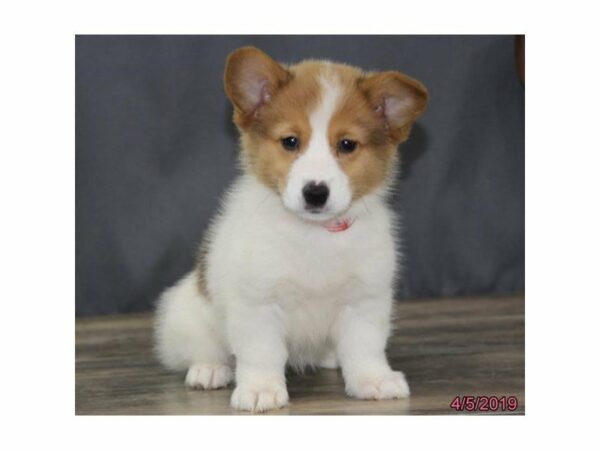 Pembroke Welsh Corgi-DOG-Male-Red / White-22872-Petland Racine, Wisconsin