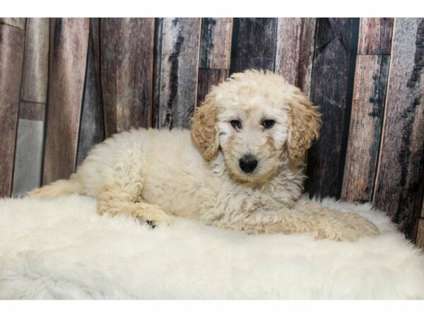 Goldendoodle 2nd Gen-DOG-Male-Golden-14702-Petland Racine, Wisconsin