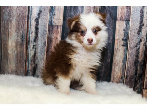 Miniature Australian Shepherd-DOG-Male-Red Tri-14707-Petland Racine, Wisconsin