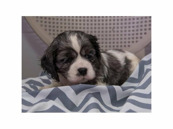 Cocker Spaniel-DOG-Male-Blue Roan / White-22907-Petland Racine, Wisconsin