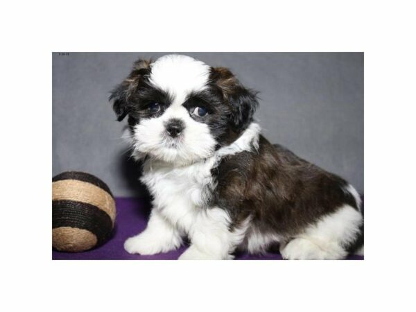 Shih Tzu-DOG-Male-Sable-22898-Petland Racine, Wisconsin