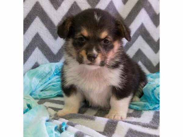 Pembroke Welsh Corgi-DOG-Male-Tri-Colored-22896-Petland Racine, Wisconsin
