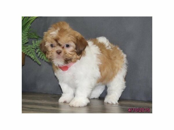 Shih Tzu-DOG-Male-Gold/White-14710-Petland Racine, Wisconsin