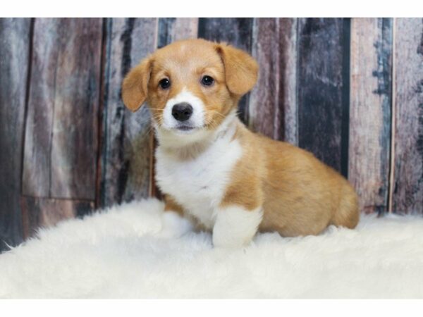 Pembroke Welsh Corgi-DOG-Male-Red / White-14721-Petland Racine, Wisconsin