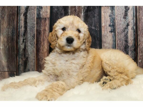 Goldendoodle 2nd Gen-DOG-Male-Cream-14724-Petland Racine, Wisconsin