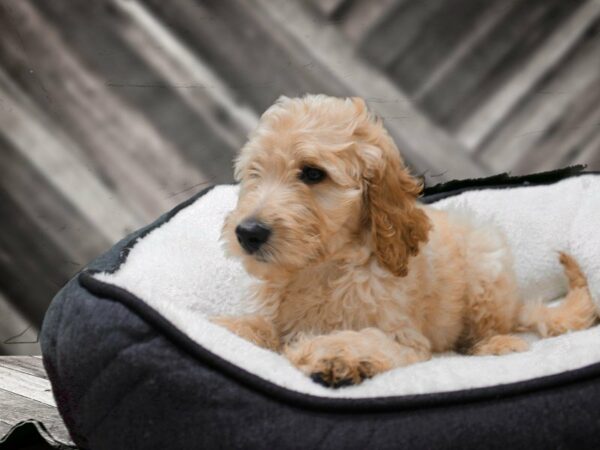 Goldendoodle 2nd Gen-DOG-Male-Cream-22893-Petland Racine, Wisconsin