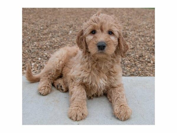 Goldendoodle 2nd Gen-DOG-Male-Apricot-22933-Petland Racine, Wisconsin