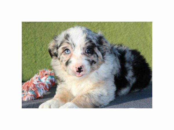 Australian Shepherd-DOG-Male-Blue Merle-22921-Petland Racine, Wisconsin