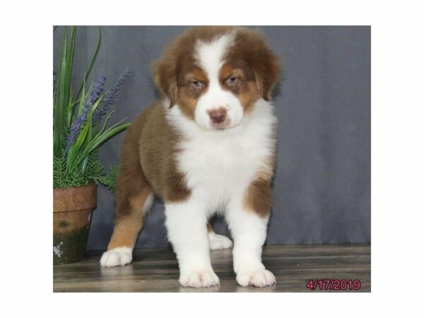 Australian Shepherd-DOG-Male-Red-14732-Petland Racine, Wisconsin