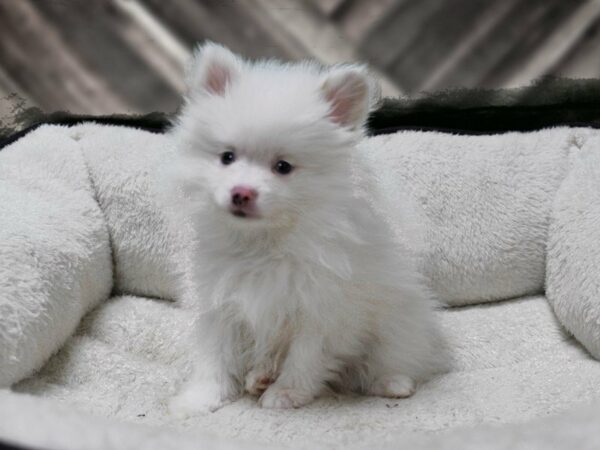 Pomeranian-DOG-Male-White / Brown-22920-Petland Racine, Wisconsin