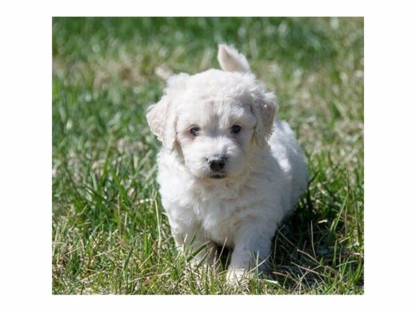 Mini Goldendoodle-DOG-Male-Cream-22949-Petland Racine, Wisconsin