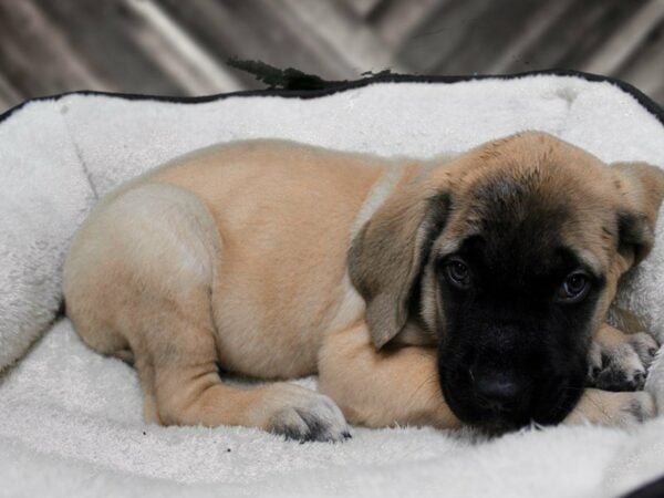 English Mastiff-DOG-Male-FAWN/BLK MASK-22959-Petland Racine, Wisconsin