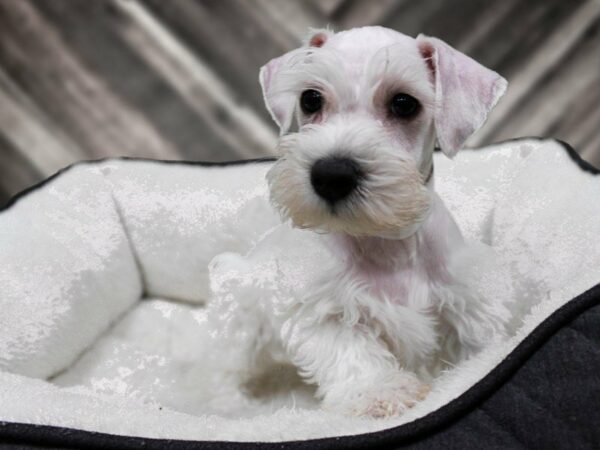 Schnoodle-DOG-Male-WHITE-22956-Petland Racine, Wisconsin