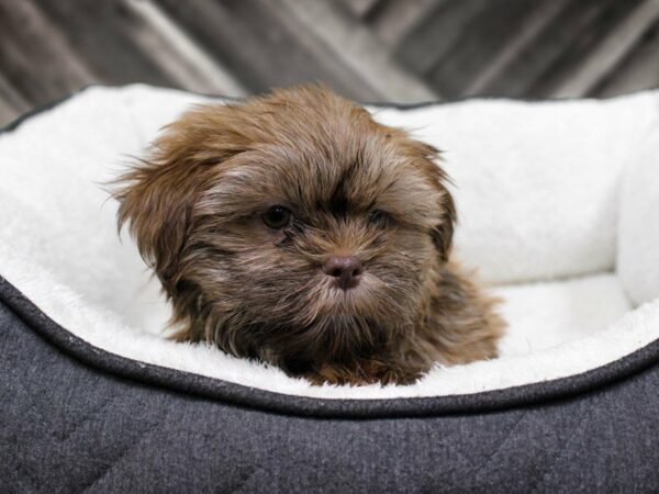 Shih Tzu-DOG-Male-CHOC-22955-Petland Racine, Wisconsin