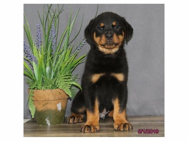 Rottweiler-DOG-Male-Black / Tan-22979-Petland Racine, Wisconsin