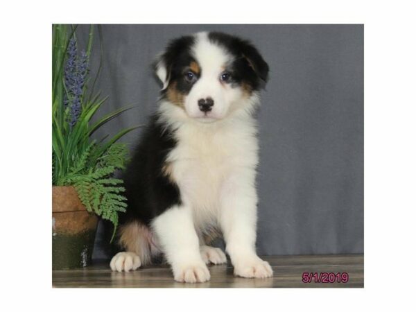 Australian Shepherd-DOG-Male-Black-22972-Petland Racine, Wisconsin