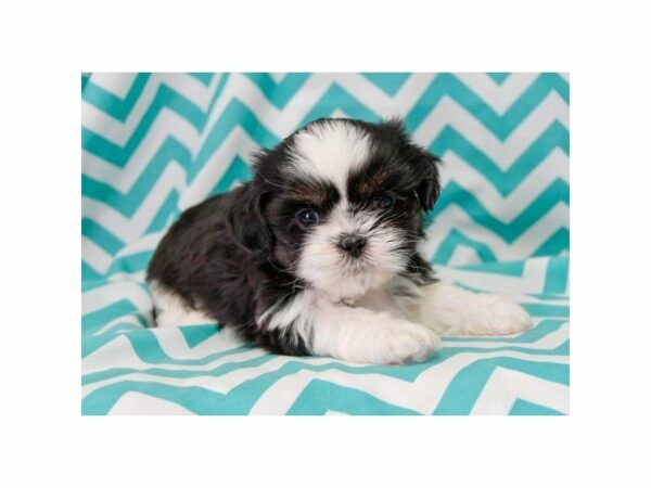 Shih Tzu-DOG-Male-Black / White-22971-Petland Racine, Wisconsin