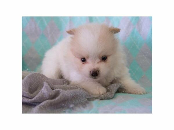 Pomeranian-DOG-Male-Orange-22970-Petland Racine, Wisconsin